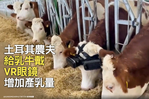 土耳其農夫給乳牛戴VR眼鏡 增加產乳量