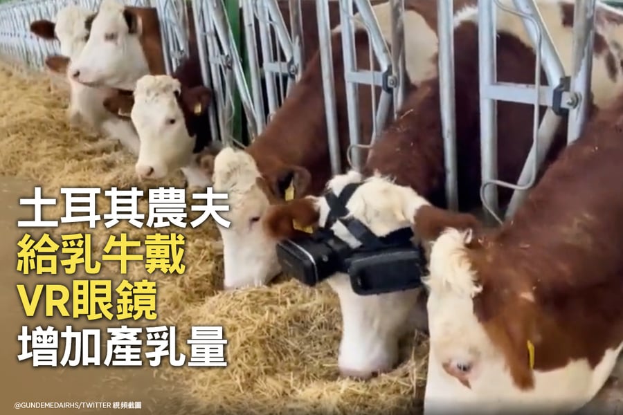 土耳其農夫給乳牛戴VR眼鏡 增加產乳量