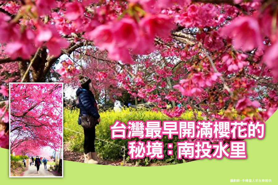台灣最早開滿櫻花的秘境 南投水里（多圖）