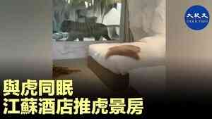與虎同眠 江蘇酒店推出虎景房  