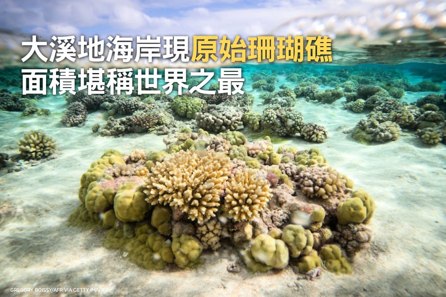 大溪地海岸現原始珊瑚礁 面積堪稱世界之最