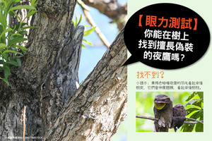 【眼力測試】擅長偽裝的夜鷹 你能在樹上找到它們嗎？