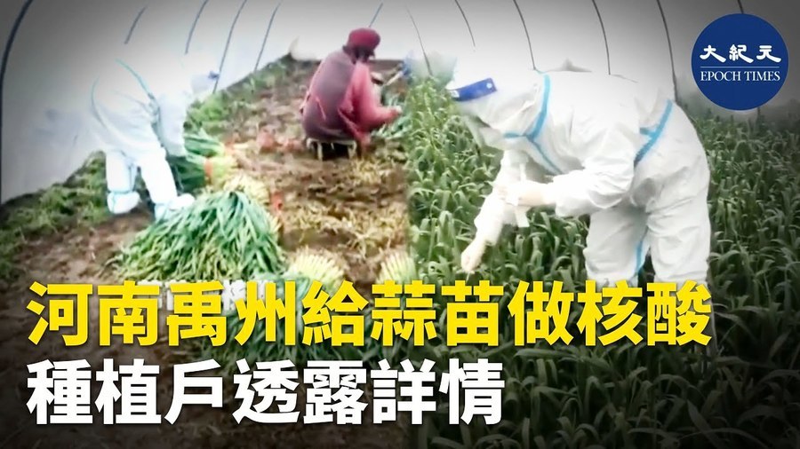 河南禹州給蒜苗做核酸 種植戶透露詳情