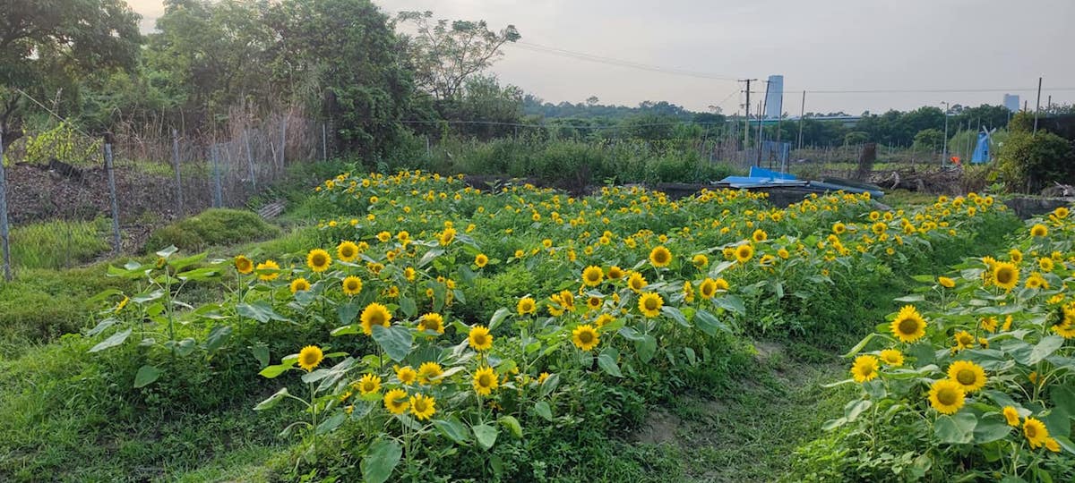 2021年9月盛開的太陽花。（信芯園農莊Facebok）