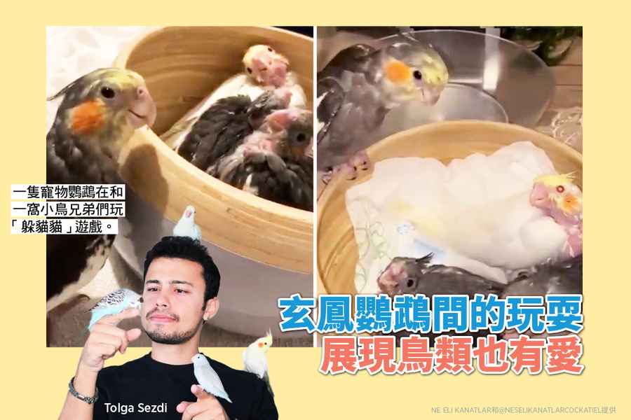 玄鳳鸚鵡間的玩耍展現鳥類也有愛（多圖）