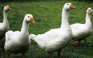 中國防疫人員大量死亡 廣西動用「鵝」軍巡邏