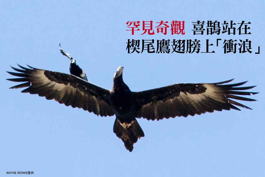 罕見奇觀 喜鵲站在楔尾鷹翅膀上「衝浪」