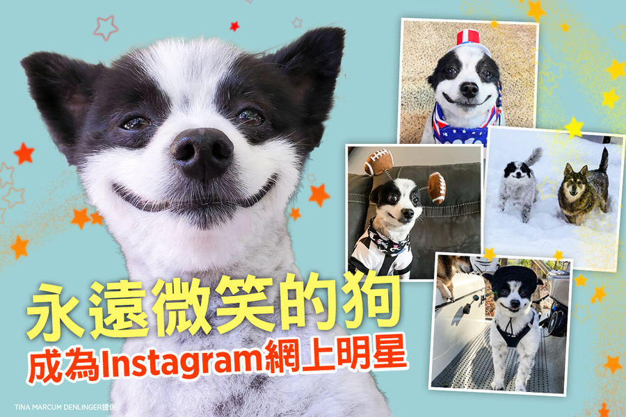 永遠微笑的狗成為Instagram網上明星（多圖）