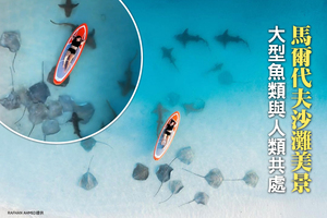 馬爾代夫沙灘美景：大型魚類與人類共處