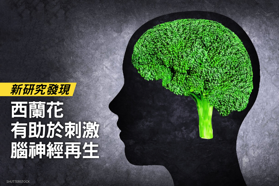 研究：西蘭花有助於刺激腦神經再生