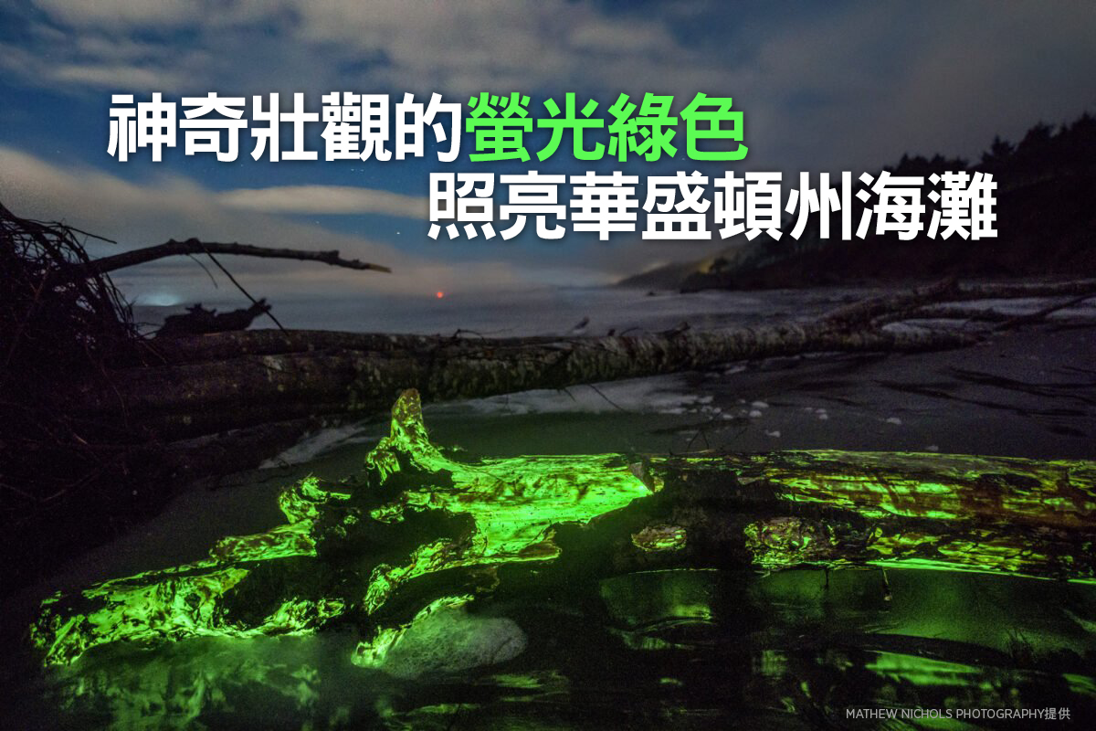 神奇壯觀的螢光綠色 照亮華盛頓州海灘（多圖）｜大紀元時報 香 …