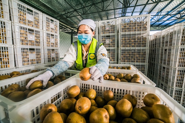 中國奇異果產量大價格低 卻不及紐西蘭產的受歡迎