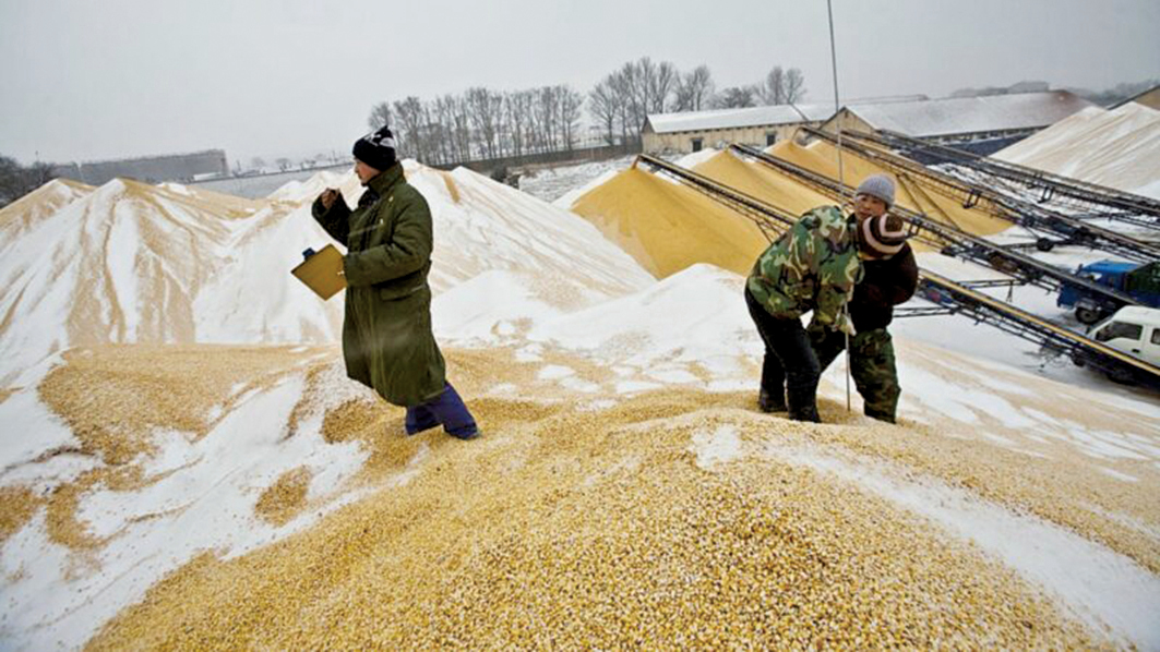 中國糧食系統掀反腐風 糧官被查