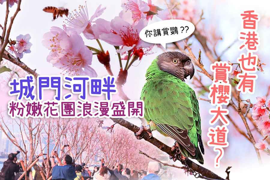 香港也有賞櫻大道 城門河畔粉嫩花團浪漫盛開