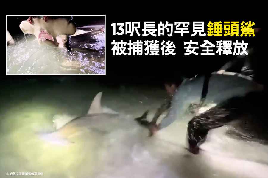 13呎長的罕見錘頭鯊被捕獲後 安全釋放