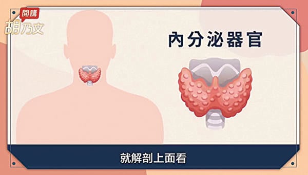 甲狀腺在喉結的前方，是重要的內分泌器官。（胡乃文開講）