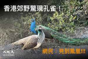 香港郊野再現「孔雀情侶」
