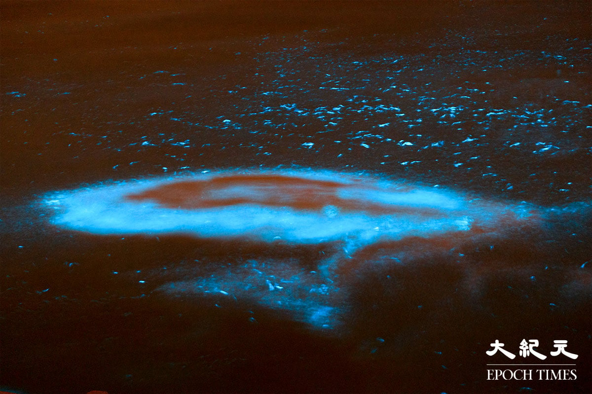 水中出現大量夜光藻，形成特別的「藍眼淚」景象。（陳仲明／大紀元）
