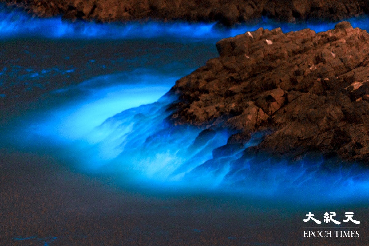 大浪拍岸濺起的浪花中出現閃爍的螢光藍。（陳仲明／大紀元）