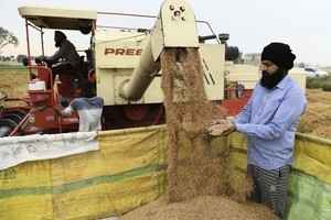 【印度批發價】2月按年增13%高於預期 小麥升逾一成