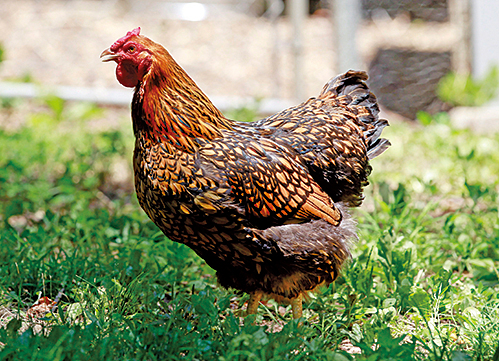 美國家禽農場大範圍爆發禽流感