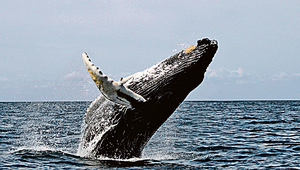 鯨魚能發出一種神秘低音可遠播200米