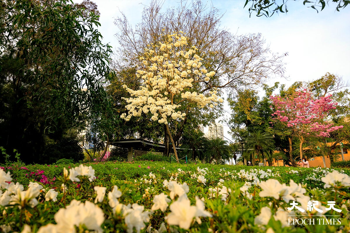在靠近天瑞路天水圍運動場前的一棵白花風鈴木，與一棵紅花風鈴木在行人通道兩旁種植，近日也一起盛放。（明朗／大紀元）