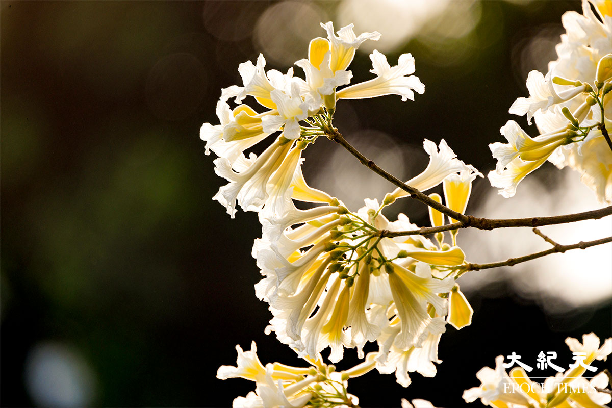 白花風鈴木的花朵並不是全朵都是白色，花瓣的外側為白色，內側為淺黃色。（明朗／大紀元）