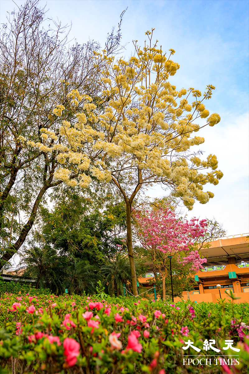 白花風鈴木與紅花風鈴木的盛開，為天水圍公園園景生色不少。（明朗／大紀元）
