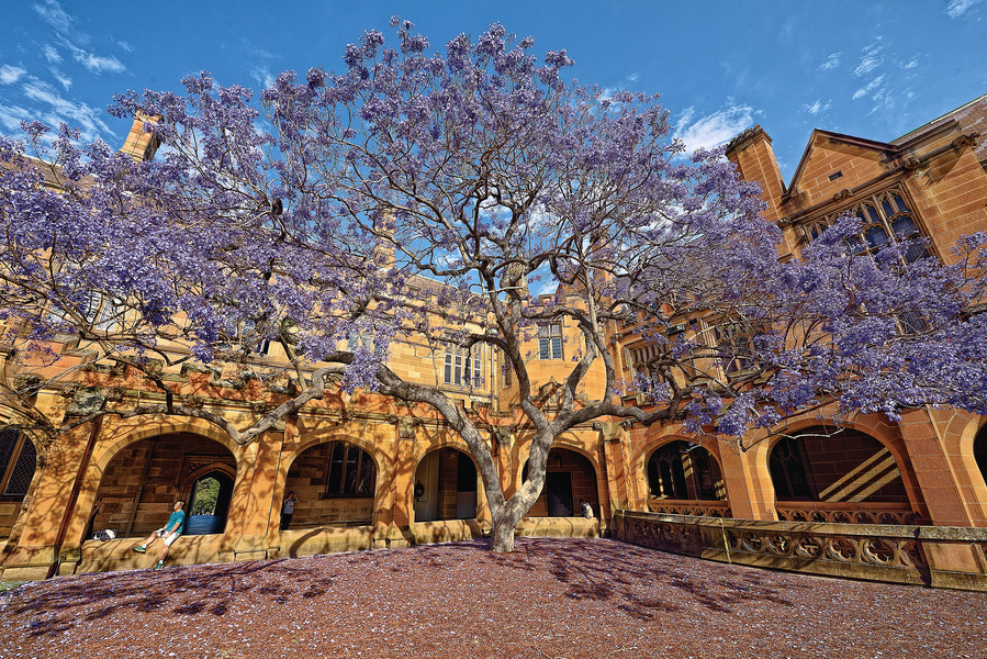 澳洲藍花楹 春樹如紫雲