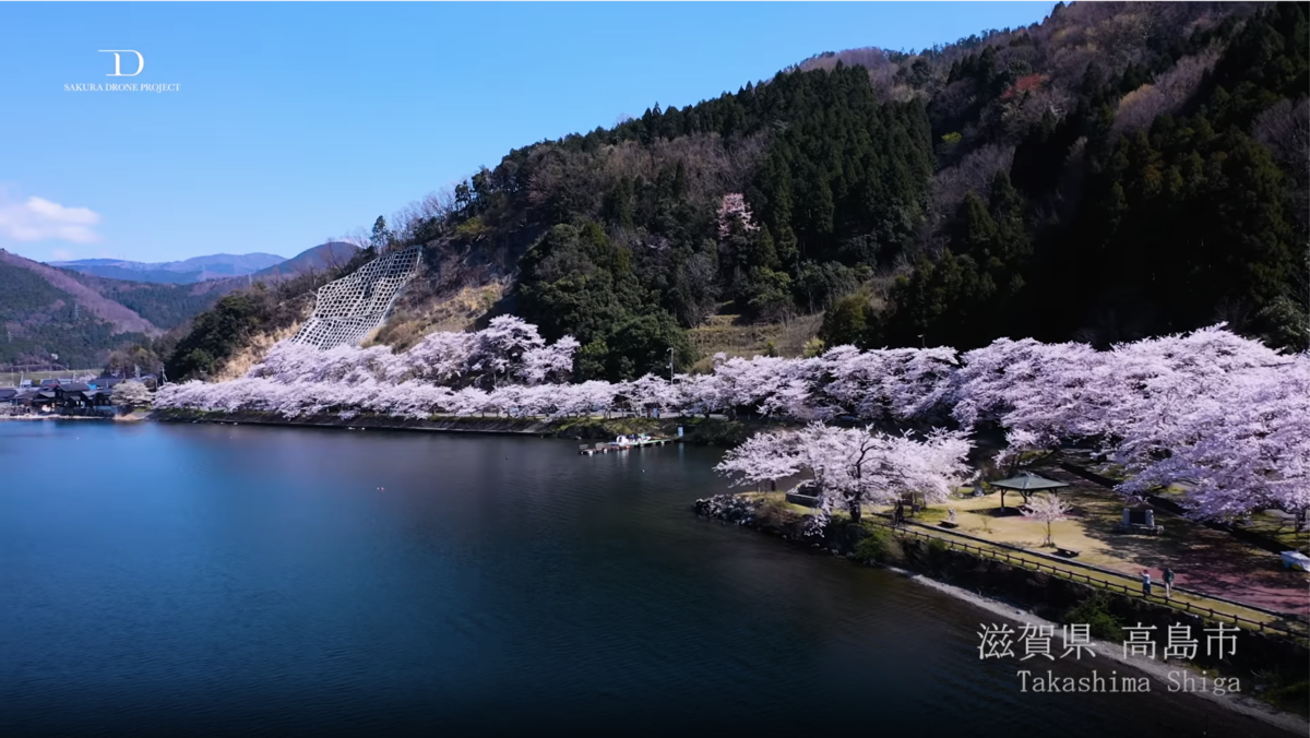 日本滋賀海津大崎，琵琶湖沿岸綻放的櫻花。（截自 SAKURA DRONE PROJECT YouTube Channel）