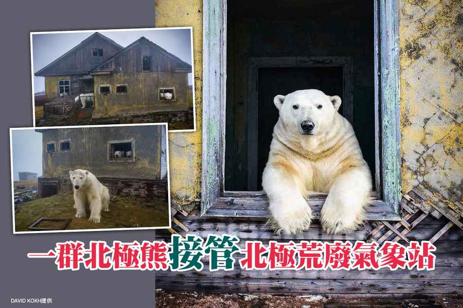 【圖輯】一群北極熊「接管」北極荒廢氣象站