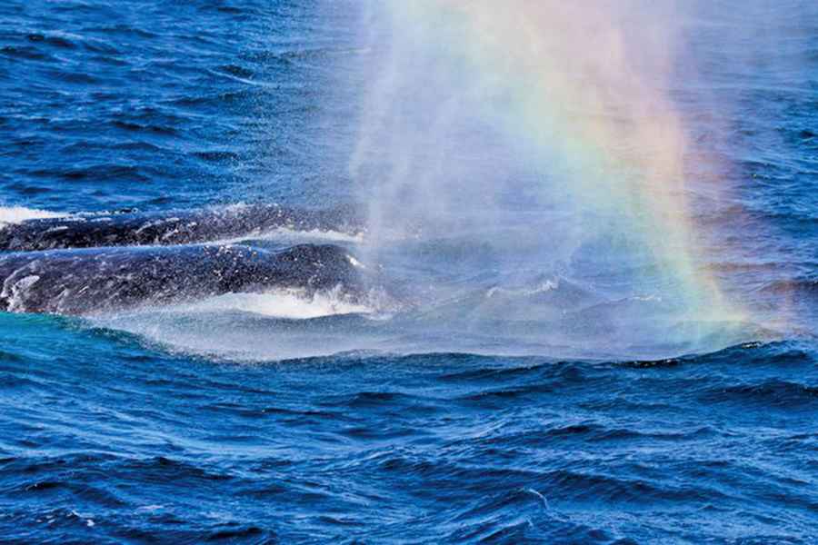 加州海岸座頭鯨噴出「彩虹」問候遊客