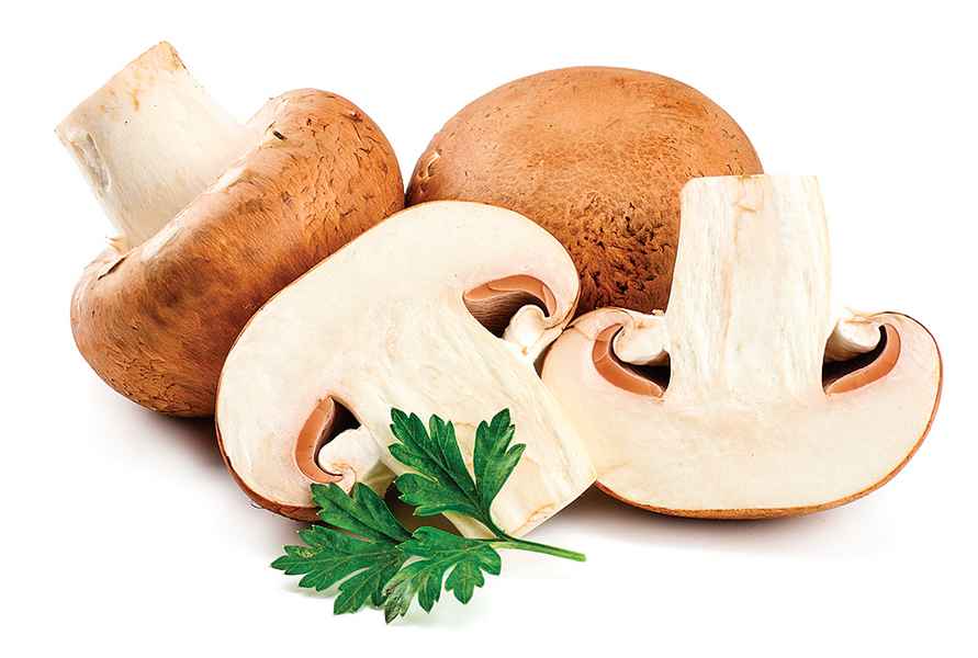 認識營養全能王——蘑菇