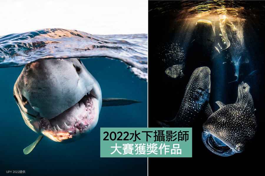 【圖輯】2022水下攝影師大賽獲獎作品
