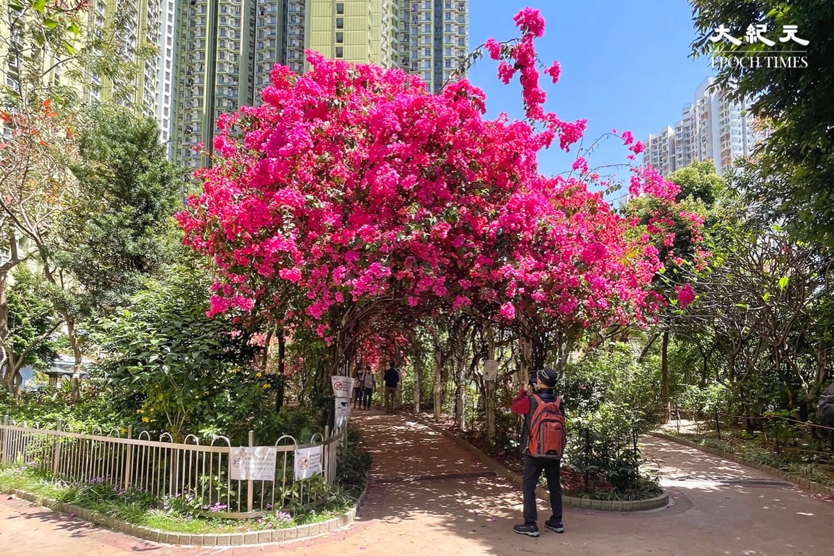 長沙灣元州邨「杜鵑花隧道」入口桃紅色花朵密集盛開。（樂賢／大紀元）