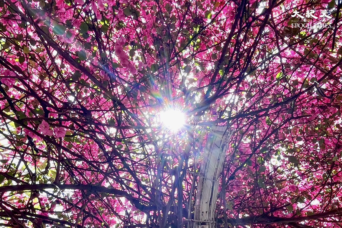 透過花朵葉片縫隙灑落的陽光，亦彷彿染上了粉紅色。（樂賢／大紀元）