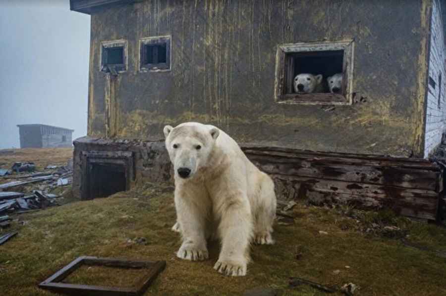 一群北極熊「接管」北極荒廢氣象站