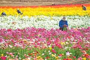 春季到 看美國「花花」世界 