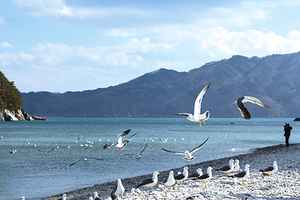 鶼鰈情深 為甚麼比翼鳥要雙飛？