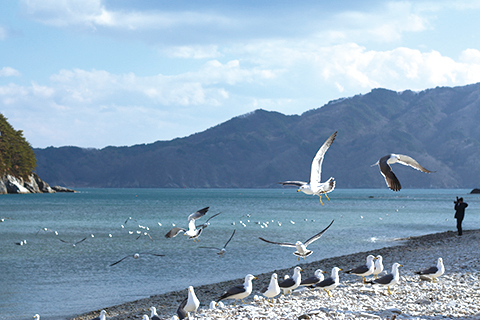 鶼鰈情深 為甚麼比翼鳥要雙飛？