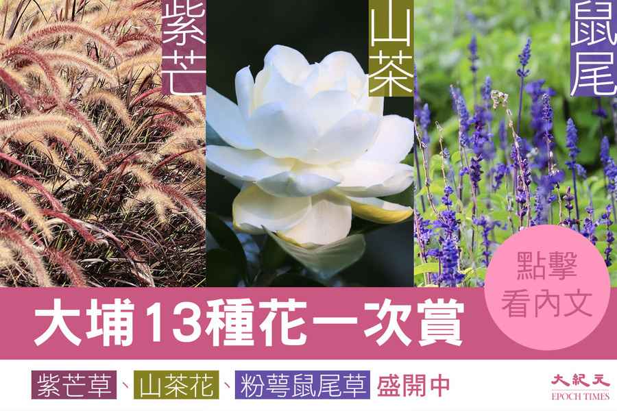 【圖輯】大埔13種花一次賞｜紫芒草、山茶花、粉萼鼠尾草盛開中