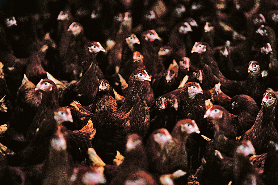 南韓多事之秋 H5N6禽流感又擴散