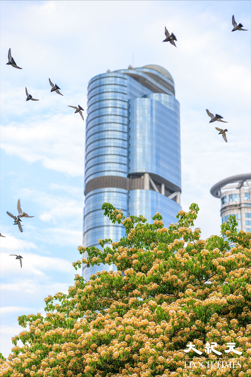 魚木、飛鳥與朗豪坊辦公大樓。（明朗／大紀元）