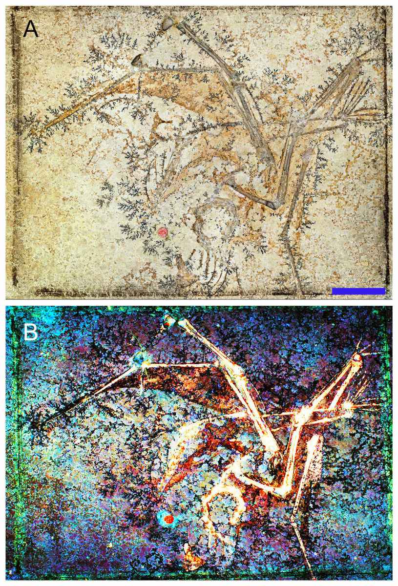 小型翼龍Aurorazhdarchid化石顯示其骨骼及相關軟組織。（香港中文大學提供）