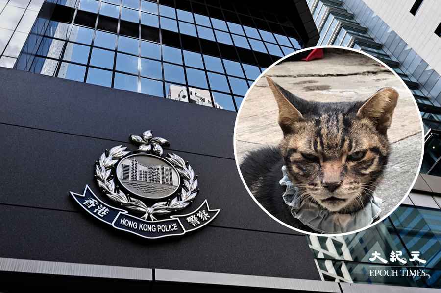西環麵廠失蹤貓昨晚尋回 59歲女子涉盜竊被捕