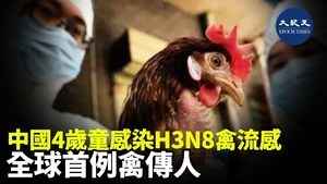 中國4歲童感染H3N8禽流感 全球首例禽傳人