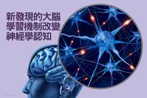新發現的大腦學習機制改變神經學認知