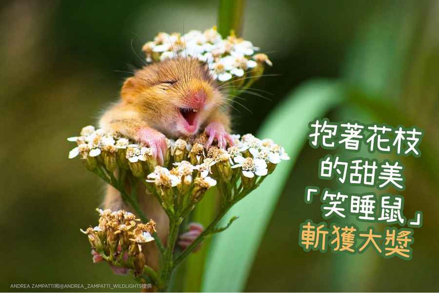 【圖輯】抱著花枝的甜美「笑睡鼠」斬獲大獎   
