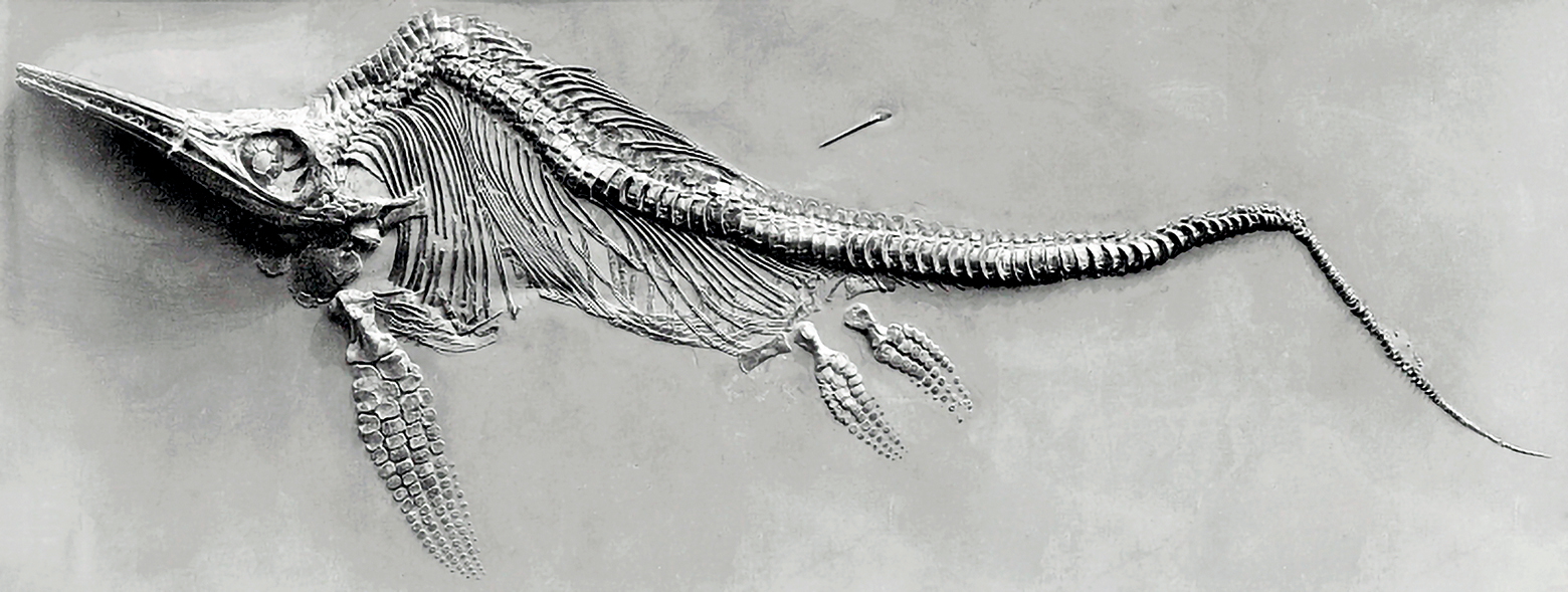 瑞士阿爾卑斯山發現史前巨型魚龍化石